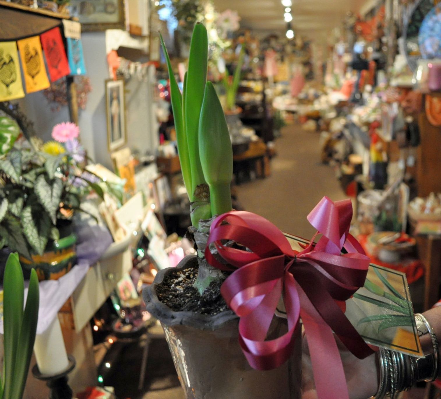 Calistoga Christmas shopping